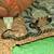Rehoming ball python 3 thumbnail