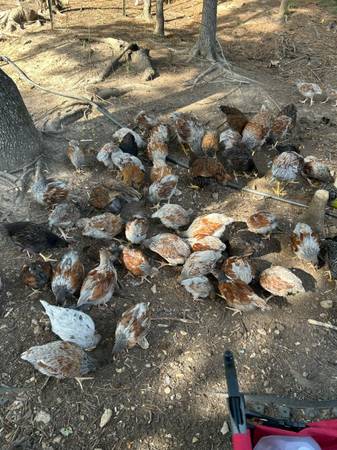 Chicken 1
