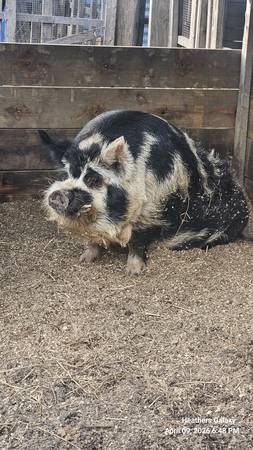 2 yr old Kune Kune BOAR 1
