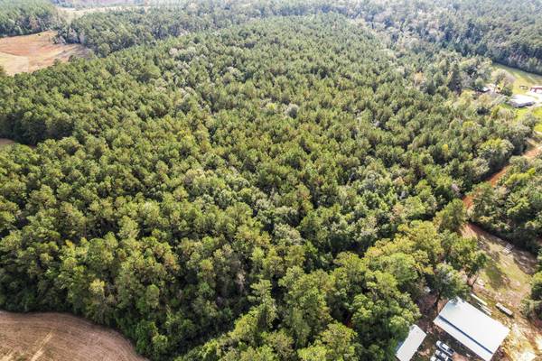 $99,000 9.5 Acres Boscosos en Chipley, FL - Alto y Seco, Tranquilo y Listo para Ti (Chipley)64193708813313122