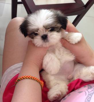 efectful shihtzu (407-Six24-3133)63611950573571120