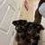 Yorkie Terriers 4 thumbnail