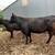 fall calvers 3 thumbnail
