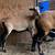 Sheep 5 thumbnail