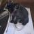 Kittens free 1 thumbnail