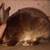 Satin Rabbits 1 thumbnail
