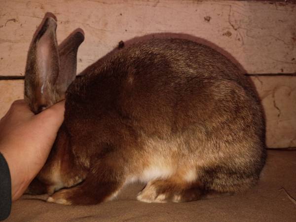Satin Rabbits 1