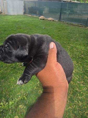 Cane corso puppies
