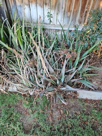 Aloe Vera Plants 1