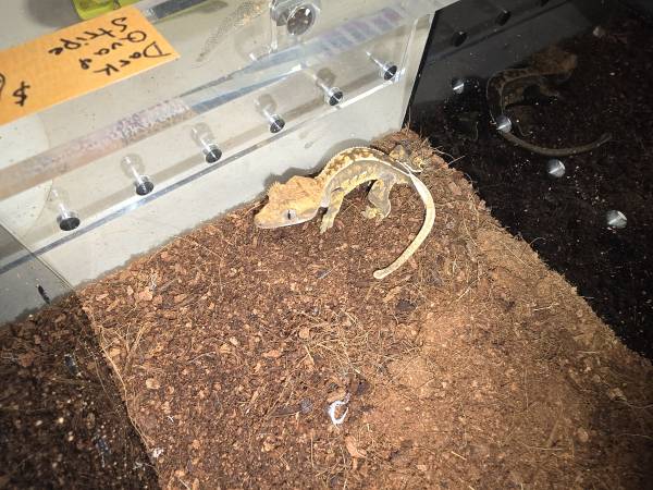 Crested Gecko (Kennewick)597923646082263041