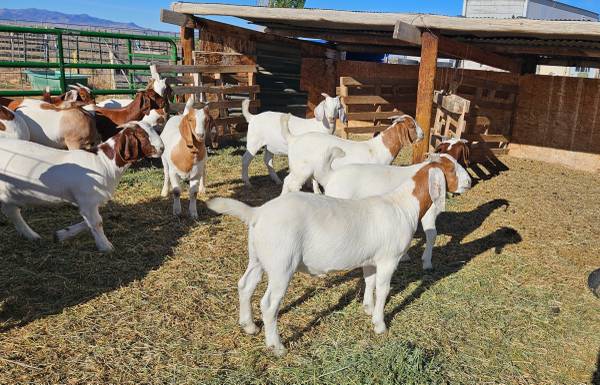 25 Big Boer Wethers 1