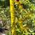 Crape Myrtle in 1-3 gallon pot.2-7 feet tall 3 thumbnail
