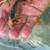 Fancey Goldfish 16 thumbnail