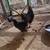 Chicken Ayam Cemani 2 thumbnail