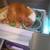 Female guinea pigs 1 thumbnail