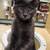 Available for adoption! Goldie & Papis' Animal Rescue 17 thumbnail