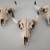 Resin Cow Skulls Wall Plaques , Brand New , Set of Three 5 thumbnail