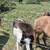 Miniature pony 1 thumbnail