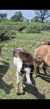 Miniature pony 1