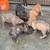 cane corso 2 thumbnail