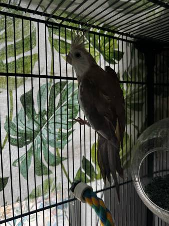 Cacatúa (Las Vegas)63677748863107120
