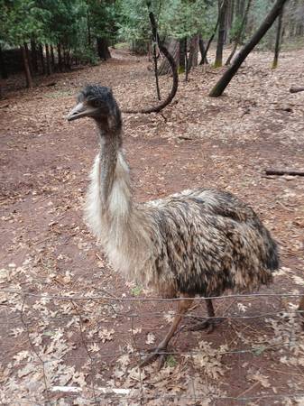 EMU 1