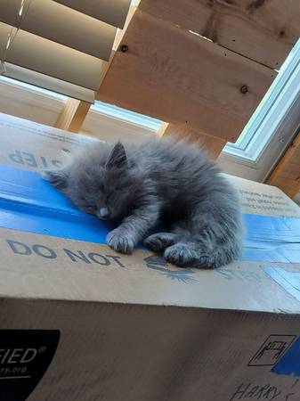 Gray cats giveaway (Cedar Rapids)64052091126657121