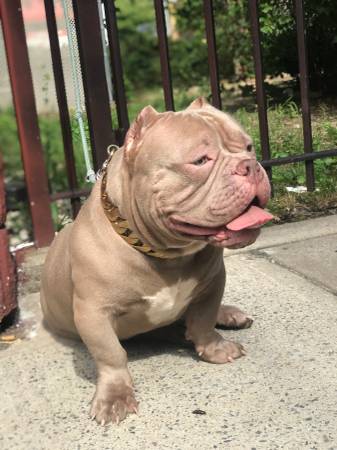 Year old male bully looking for new ?63923588983682120
