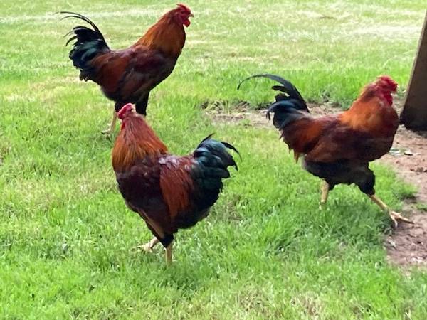 Golden Laced Wyandotte Chickens Roosters 1