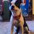 Dogs looking for home, can seperate - No fault of theirs 8 thumbnail