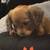 New Jackweenie puppies ready for Hallowern! 2 thumbnail