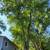 3 Large maples take down the wood is yours, great for furniture 2 thumbnail