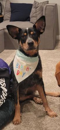 BLUE HEELER 1