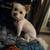 Dog grooming services offered 2 thumbnail