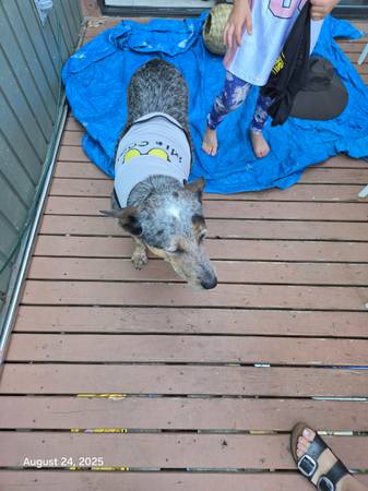 Cute security and Mr.Cool t shirts for small dogs (Lake Whatcom)63613582875907123
