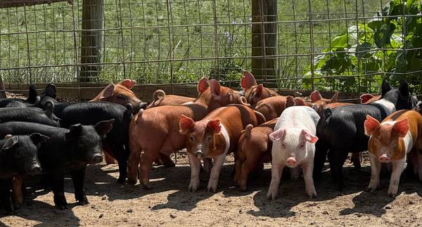 Feeder Pigs 1