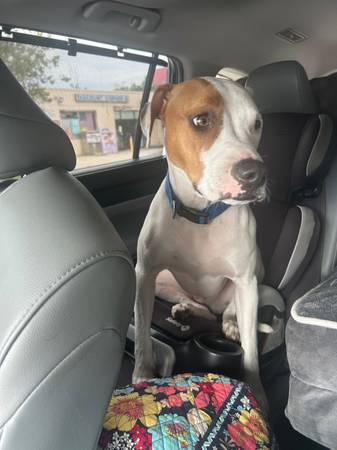 Lost dog- BIGGS (Whitefield/Hesse)64146956109699120