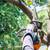 WE CUT GRASS! WE TRIM TREES/BUSHES! GENERAL LABOR WORK! AFFORDABLE PRICES! 16 thumbnail