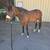 4yr old mare 5 thumbnail