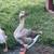 Geese 6 thumbnail