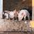 Feeder Pigs 2 thumbnail