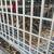 Coturnix Quail breeding pairs, trios and quartets 7 thumbnail