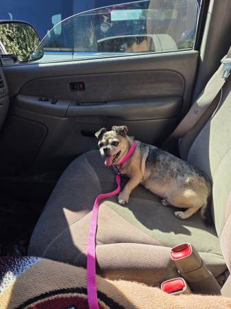 URGENT: Senior Dog Zoe Needs a Loving Senior Rescue or Medical Foster (mountain view)