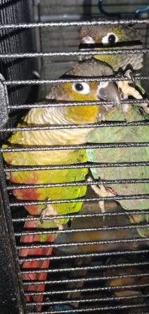 Pareja de Conures Macho/Hembra (Deltaville)63882831704963120