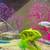 Koi & Goldfish 1 thumbnail