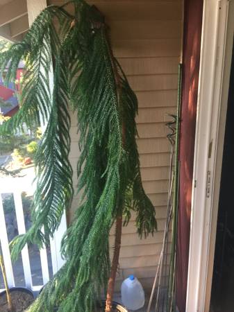Norfolk Island Pine - 7 Feet Tall - Pruned To Put Against A Wall - $40063471374382595123