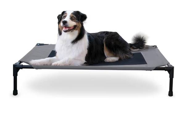 WANTED - Large Elevated Dog Bed 1