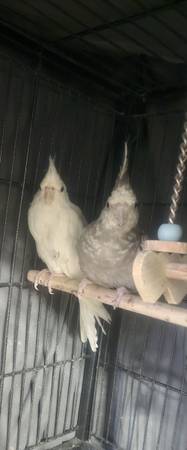 Cockatiels 1