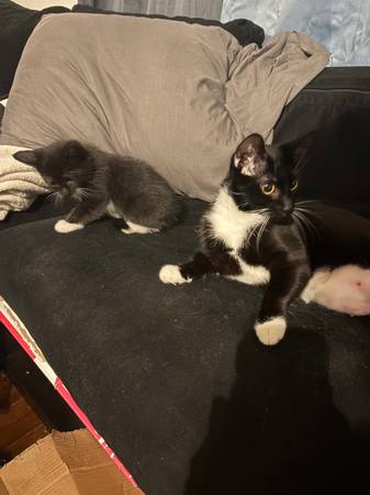 5.5 month old kittens559488352912025604