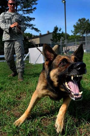 Dog Training, I TRAVEL to You! - Board/Train-AGGRESSION-Specialist 1
